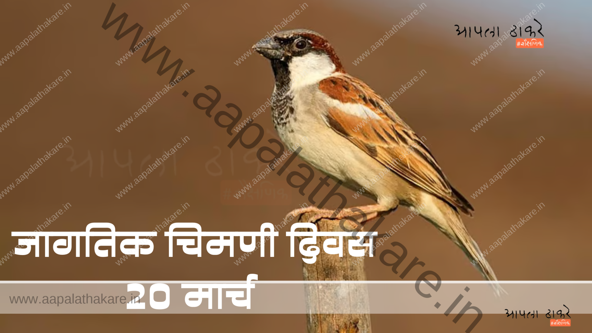 जागतिक चिमणी दिवस: 20 मार्च | world sparrow day Sparrow day
